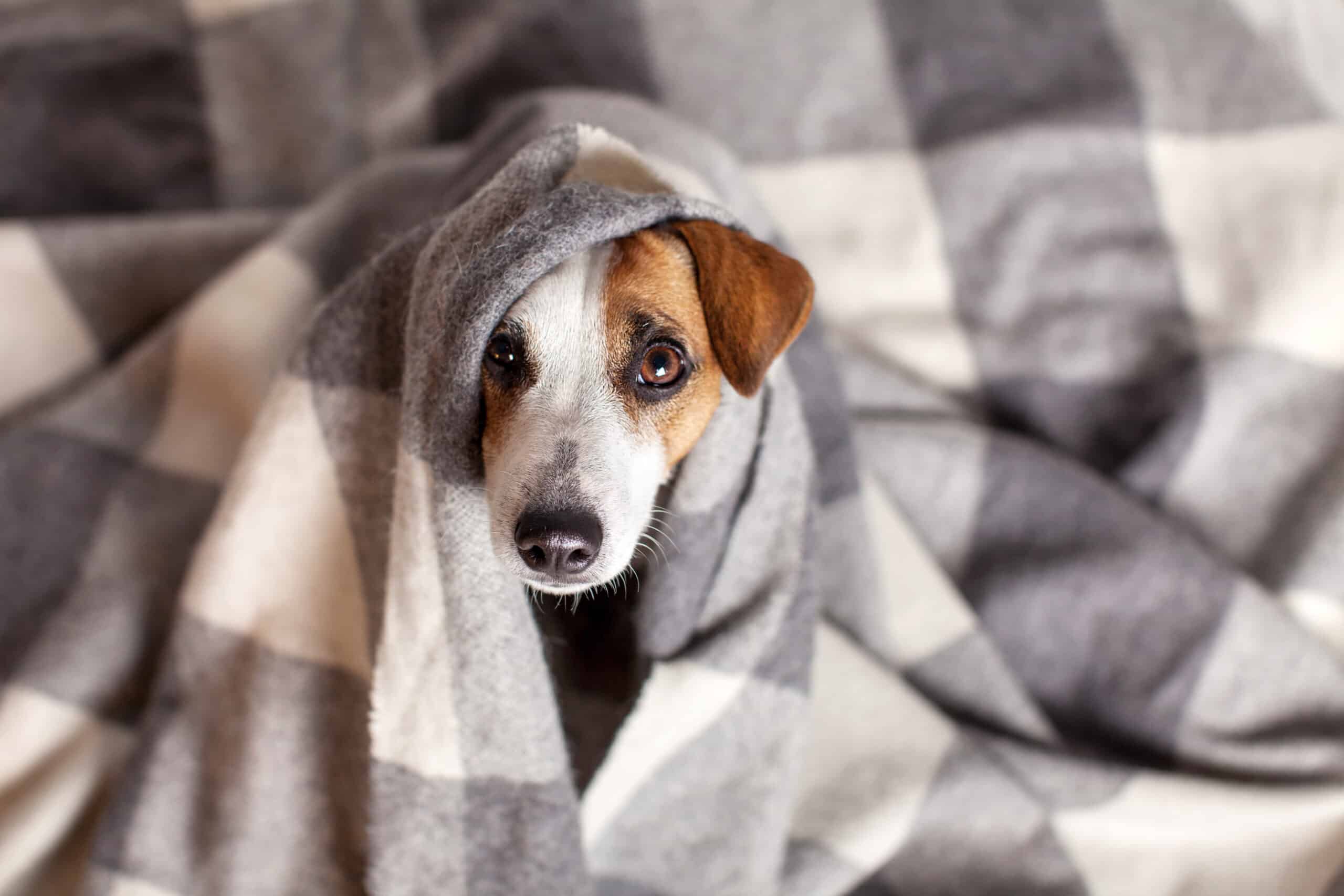 A Small Dog With Brown And White Fur Is Wrapped In A Gray And White Checkered Blanket, Looking Up.